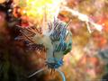 scuba diving photo