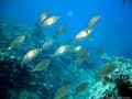 scuba diving photo