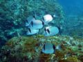 scuba diving photo