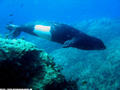 scuba diving photo