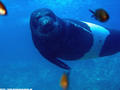 scuba diving photo