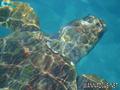 scuba diving photo