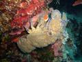 scuba diving photo