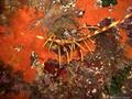 scuba diving photo