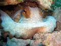 scuba diving photo