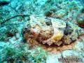 scuba diving photo