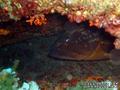 scuba diving photo