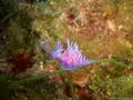 scuba diving photo