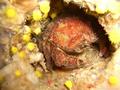 scuba diving photo