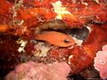 scuba diving photo