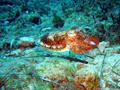 scuba diving photo