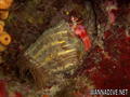 scuba diving photo
