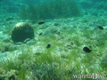 scuba diving photo