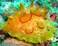 scuba diving photo