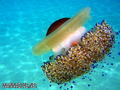 scuba diving photo