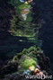 scuba diving photo