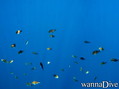 scuba diving photo