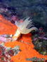 scuba diving photo