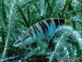 scuba diving photo