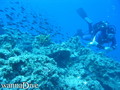 scuba diving photo