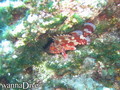 scuba diving photo