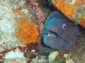 scuba diving photo