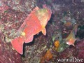 scuba diving photo