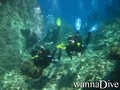 scuba diving photo