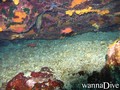 scuba diving photo