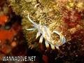 scuba diving photo