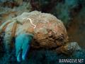 scuba diving photo