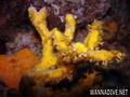 scuba diving photo
