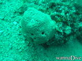 scuba diving photo