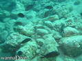 scuba diving photo