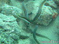 scuba diving photo