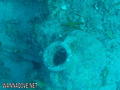 scuba diving photo