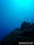 scuba diving photo
