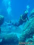 scuba diving photo