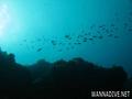 scuba diving photo