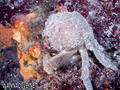 scuba diving photo