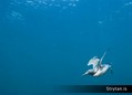 scuba diving photo