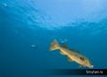 scuba diving photo