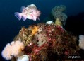 scuba diving photo