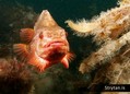 scuba diving photo