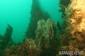 scuba diving photo