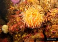 scuba diving photo