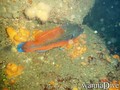 scuba diving photo