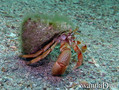 scuba diving photo