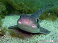 scuba diving photo