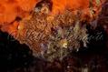 scuba diving photo